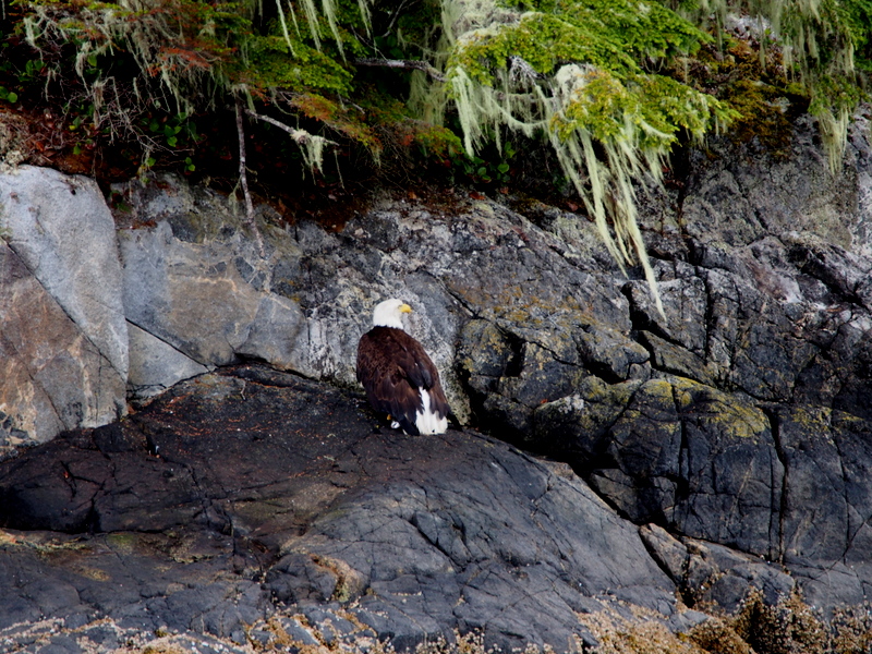 Welcoming committee was a little snooty, in Bootleg Cove; but it is always nice that someone is there to say hello!