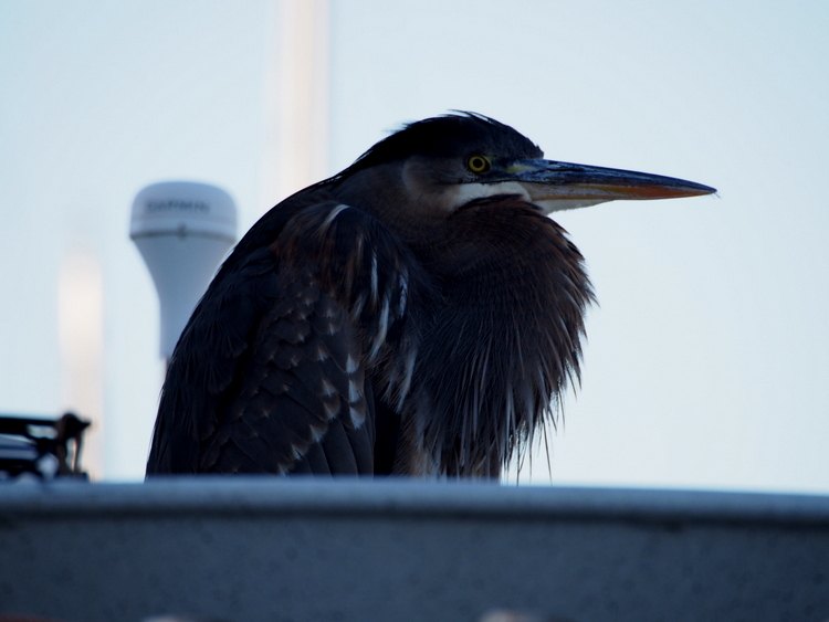 You never know who might be watching you, on the docks!